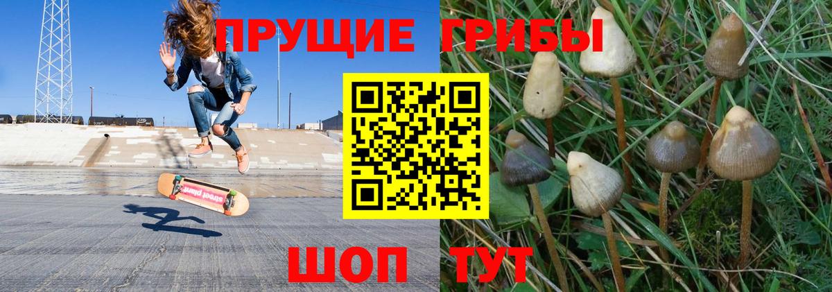 Заводоуковск  Псилоцибиновые грибы Psilocybe  Вход с VPN 